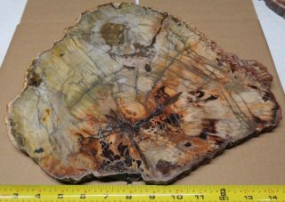 Large Polished Petrified Wood Slab With Bark 13 " X 13” X 3/4 " - 8 Lbs 7 Oz.
