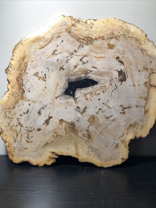 5lb Large Petrified Wood Slab From Indonesia 12”
