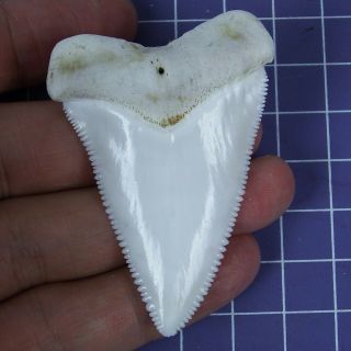 2.  452  Huge Modern Great White Shark Tooth Megalodon Fan Upper Necklace Ht23