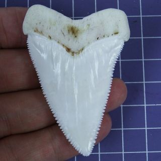 2.  452  Huge Modern Great White Shark Tooth Megalodon Fan Upper Necklace HT23 2