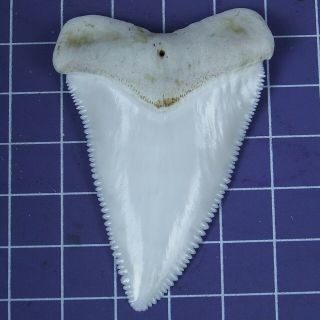 2.  452  Huge Modern Great White Shark Tooth Megalodon Fan Upper Necklace HT23 3
