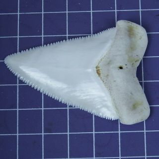 2.  452  Huge Modern Great White Shark Tooth Megalodon Fan Upper Necklace HT23 4