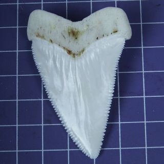 2.  452  Huge Modern Great White Shark Tooth Megalodon Fan Upper Necklace HT23 5
