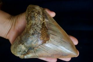 Megalodon Shark Tooth 5,  75  X 4.  55  Huge Widest Upper Anterior 383 Grams