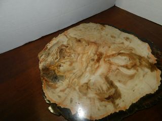 Large Petrified Wood Polished Full Round Slab W/bark - 14 X 5/8 " X 13 "