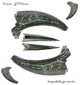 Theropod Indet.  (claw) - Dragoshells - Jp - Fossils Of Portugal