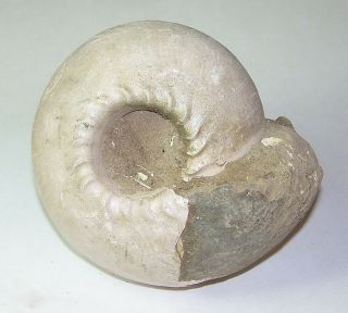 Fossil Jurassic Big Ammonite Cadochamoussetia Tschernyschewi From Russia