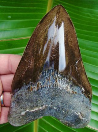 Megalodon Shark Tooth - Over 5 & 3/4 - Real Fossil - Not Fake - No Restorations