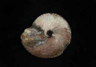 Fossil Jurassic Big Ammonite Cadochamoussetia Uzhovkensis From Russia