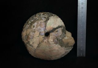 Fossil Jurassic big ammonite Cadochamoussetia uzhovkensis from Russia 2