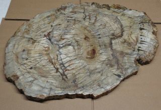 Ex Large Polished Petrified Wood Slab W Bark 19.  25 " X 13.  5” X 7/8 " - 16 Lbs 5 Oz.