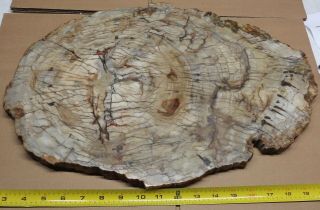 Ex Large Polished Petrified Wood Slab w Bark 19.  25 