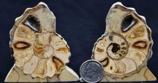 3356 Very Rare Texas Pair Ammonite Large 2.  3 " Calycoceras On Rock Stand 57mm