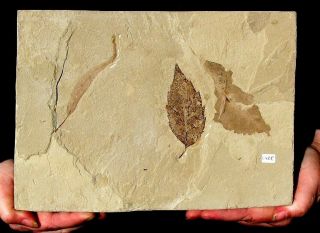 Extinctions - Large Multiple Fossil Leaf Plate From Utah - Three Different Types