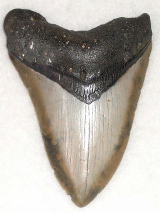 Complete 4 3/8 " Fossil Megalodon Shark Tooth