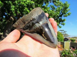 Pyrite Monster Megalodon Fossil Shark Tooth Killer Huge Fossil With Colours