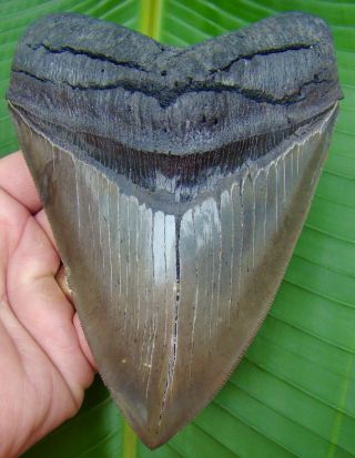 Huge Megalodon Shark Tooth - 5 & 15/16 In.  - Real Fossil - Ultra Serrated