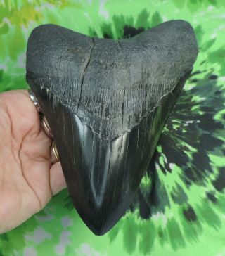 Megalodon Sharks Tooth 6 3/16 " Inch Fossil Sharks Tooth Teeth