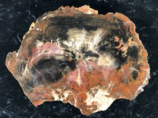 Colorful Petrified Wood Araucaria Conifer Paria,  Ut Chinle Fm.  Triassic 9”x6.  75”