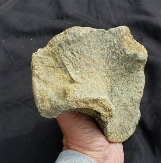 Large Fossil Dinosaur Hadrosaur Astragulus Foot Bone Hell Creek Montana