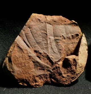 Rare Carboniferous Dragonfly Insect Fossil Wing Mazon Creek Like Paired Nodule