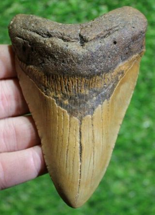 Megalodon Shark Tooth 4.  69 " Extinct Fossil Authentic Not Restored (cg19 - 83)