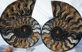 Rare 1 In 100 Black Ammonite Split Pair Deep Crystals Xxlrg 7.  0 " 178mm N24601xx