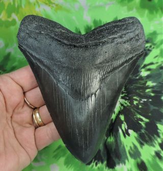 Megalodon Sharks Tooth 5 3/8  Inch No Restorations Fossil Sharks Teeth