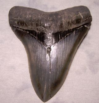4 1/2 " Megalodon Shark Tooth Huge Jaw Fossil Sharks Teeth Megladon Sharp Tip