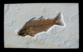 Extinctions - Large,  Detailed Predatory Fossil Fish To Frame,  Wyoming - Mioplosus