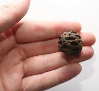 Metasequoia Pine Cone Fossil - Dinosaur Age Hell Creek Formation Cretaceous 416