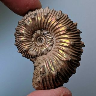 4,  2 Cm (1,  6 In) Ammonite Kosmoceras Pyrite Jurassic Russia Fossil Ammonit
