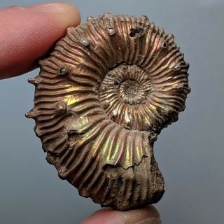 4,  2 cm (1,  6 in) Ammonite Kosmoceras pyrite jurassic Russia fossil ammonit 2