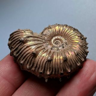 4,  2 cm (1,  6 in) Ammonite Kosmoceras pyrite jurassic Russia fossil ammonit 3