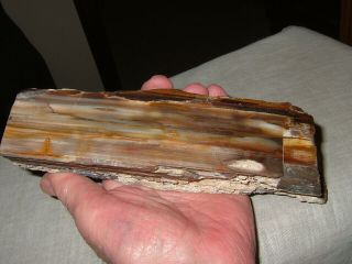 Large Petrified Wood Log,  Polished 2 Sides,  1 End,  8 "