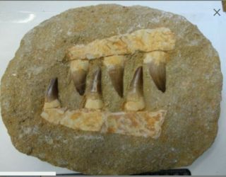 Mosasaur Fossil Dinosaur Double Jaw 5 - 6 Large Teeth Morocco 190mm 1080g