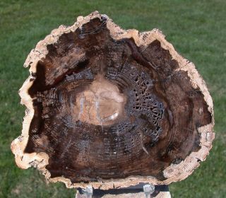 Sis: Stunning 6 " Fossil Black Ash Petrified Wood Round,  Mcdermitt - Or