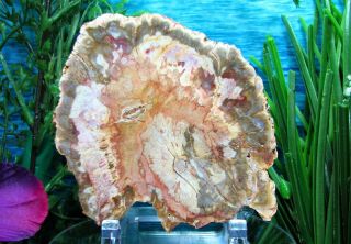 Petrified Wood Round Slab W/bark Ethereal Palette Of Olive - Green Lavender Pink