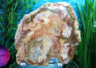 Petrified Wood ROUND Slab w/Bark ETHEREAL PALETTE of OLIVE - GREEN LAVENDER PINK 2