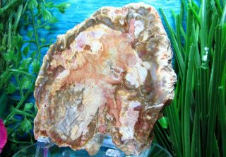 Petrified Wood ROUND Slab w/Bark ETHEREAL PALETTE of OLIVE - GREEN LAVENDER PINK 3