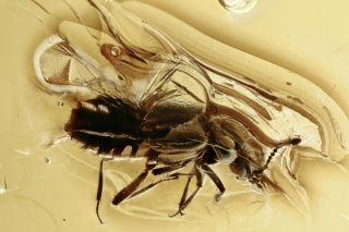 Rove Beetle Staphylinidae Aleocharinae Baltic Amber,  Hq Pic 201222 - 50