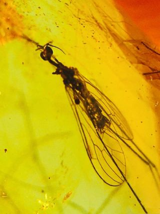 Burmese Burmite Cretaceous Strange Fly Insect Amber Fossil Myanmar