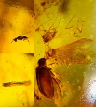 Beetle&moth&fly&wasp&larva Burmite Myanmar Amber Insect Fossil Dinosaur Age