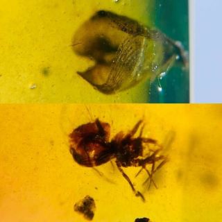 Sea Piddock&unknown Bug Burmite Myanmar Burmese Amber Insect Fossil Dinosaur Age