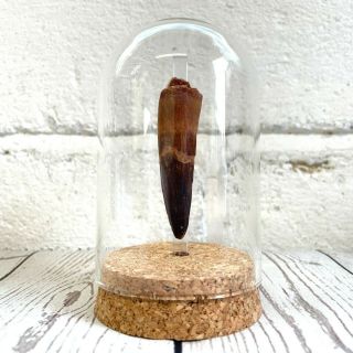 Spinosaurus Dinosaur Tooth Fossil In Glass Bell Cloche Dome Jar Natural History