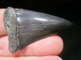 2 - 1/16 Inch Mako Shark Tooth Fossil Fish Teeth Hastalis Great White Ancestor