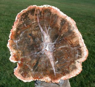 Sis: Richly Preserved 6 " Madagascar Petrified Wood Round - Araucaria Heel Cut
