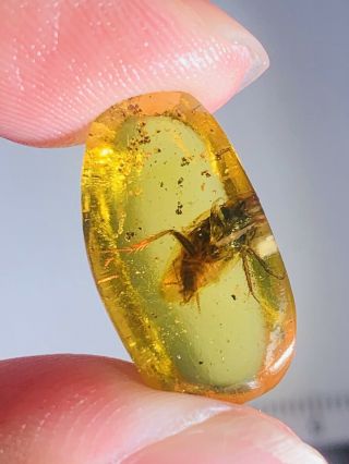 0.  99g Adult Cockroach Burmite Myanmar Burmese Amber Insect Fossil Dinosaur Age