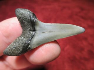 2 Inch Shortfin Mako Shark Tooth Fossil Fish Teeth Sc Carolina Isurus Oxyrinchus