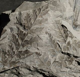 Rare Fortopteris - Rarer Mariopterid Fern Pre Dinosaur Fossil Plant Coal Age